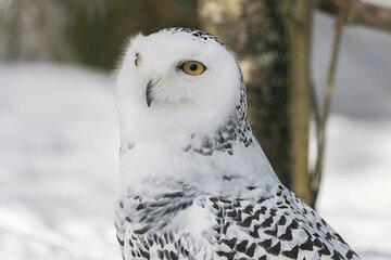 Lapland Ranua Wildlife Zoo Park Tour
