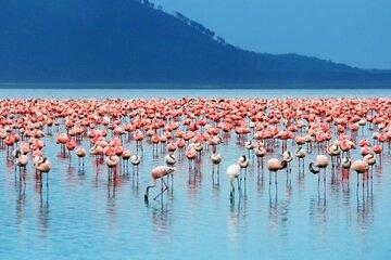 Lake Nakuru Day Trip with Wildlife Viewing and Optional Boat Ride