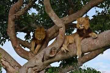 Three Days Queen Elizabeth National Park Safari