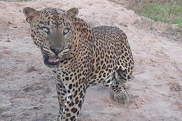 Yala Private Wild Safari from Bentota Ahungalla Kalutara Beruwala