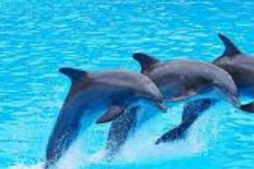 Mnemba dolphin tour,sea turtles sanctuary tour & mtende beach