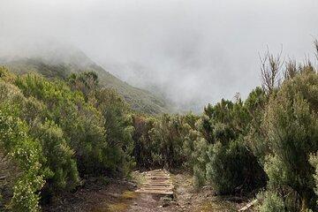 Vereda do Fanal PR13 Hiking with Transfer