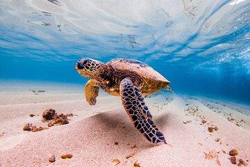 Marsa Alam Snorkeling with Sea Turtles Marsa Mubarak