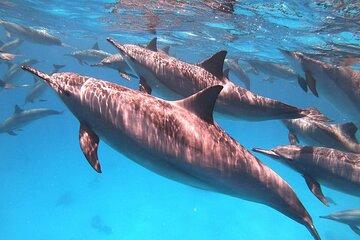 Dolphin House Sataya Reef Snorkeling Cruise from Marsa Alam