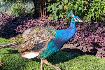 Secret Gardens of Victoria Tour
