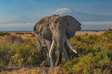 2 Nights 3 days Amboseli National park with 4*4 vehicle