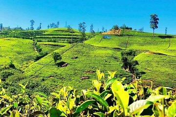 Tea Country Day Tour from Kandy Nuwara Eliya
