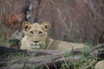 4 Day Akagera Wildlife Safari & Gorilla Trekking in Rwanda