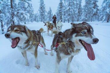 Husky Ride in National Park in Helsinki