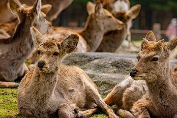 See Naras Must Sees by Private Car with Guide
