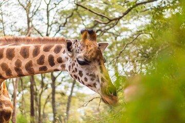 Nairobi Park and Giraffe Center Half Day Tour