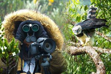Harpy Eagle Photography Tour: Capture the Majesty in 4 Days