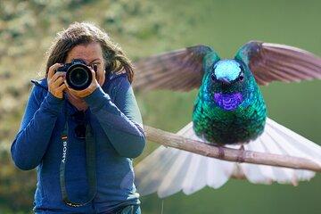 Endemic Birds of Sierra Nevada: A 4-Day Photography Tour