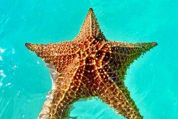 From Santo Domingo or Punta Cana Saona Island Small Group
