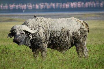 5 Days Mid Range Safari in Tanzania Tarangire and Serengeti