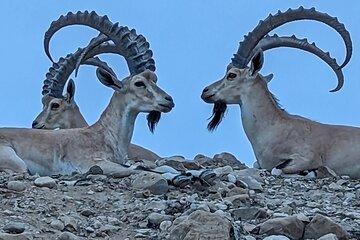 Dead Sea and Masada Tour with Float, Hike and Explore