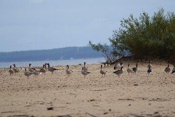 Mewia Lacha Costal Adventure Seagull Shoal
