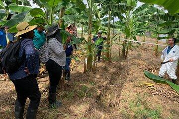 Saint Lucia Agrotourism Tour Farm Experience and Rum Tasting