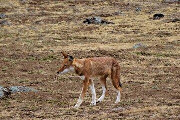 3-Day Bale Mountains Private Tour Ethiopia