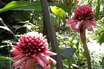 Botanical Garden Exploration