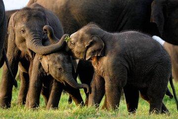 Day Excursion to Sigiriya and Minneriya from Colombo