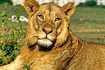 7 Day Kenya Safari With Accommodation