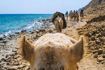 Blue Hole Ras Abu Galum Blue Lagoon Snorkeling Trip From Dahab