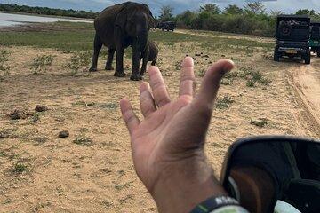 Yala Safari Day Tour