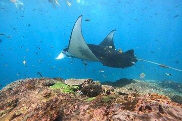 Nusa Penida Snorkeling with Mantas Rays