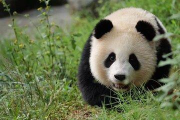 Skip Crowed Dujingyan Panda Tour Option Red Panda Interactive