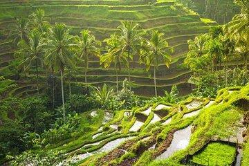 Bali: Ubud Rice terrace, water temple, and waterfall Tour