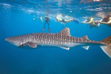 Whale Shark and Espíritu Santo Island Combo Full Day