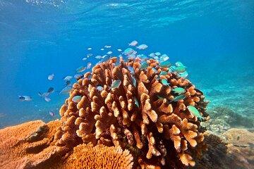 Great Barrier Reef Snorkelling Adventure