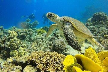 A Special Diving Adventure in The Red Sea Aqaba