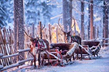 Reindeer Farm Visit and Sleigh Ride Through Snowy Landscapes
