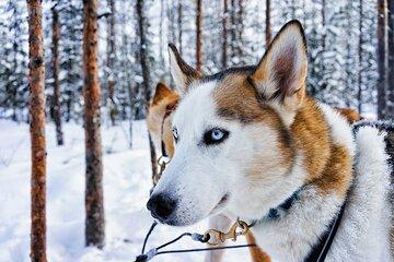 Husky Farm Visit and Sleigh Ride Through Snowy Landscapes
