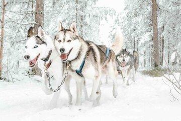 Pure Mushing Husky Experience Small Group
