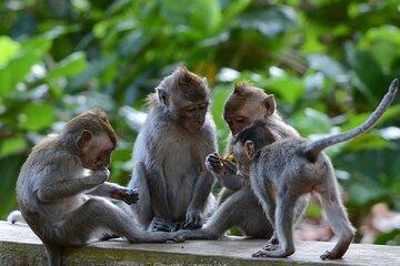 Bali Benoa Shore Excursion for Cruise's Passenger
