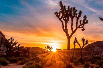 Joshua Tree Stargazing with Outlet Shopping from Los Angeles