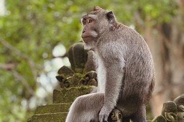 Ubud Higlights Monkey Forest Tirta Empul and Tibumana Waterfall