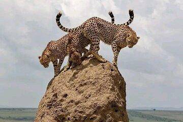3 Days 2 Nights Masai Mara Safari Witness the Jungle Experience