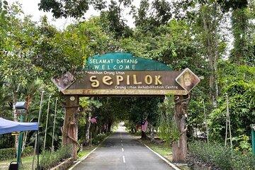 Full Day Sepilok Orangutan and Rainforest Discovery Centre Tour