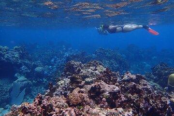 Roatan Private Island Tour With Snorkeling And Beach Time