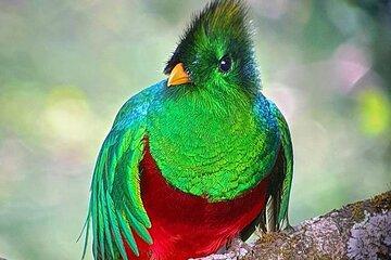 Resplendent Quetzal expedition