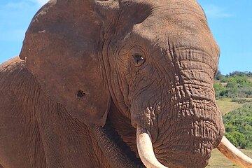 Addo Elephant National Park Day Tour with Safari and Snacks