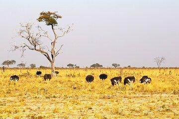 Private Guided 9 Day Tour to Africa with Meals and Accommodation