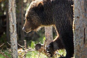 Private Yellowstone Wildlife Tour for Up to 10 Guests