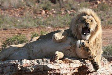 Big 5 Safari Adventure at Aquila with Wine Tasting Escape