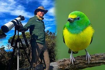 Sierra Nevada de Santa Marta: A 4-Day Bird Photography Tour