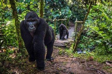 3 Day Gorilla Trekking and Lake Bunyonyi Adventure